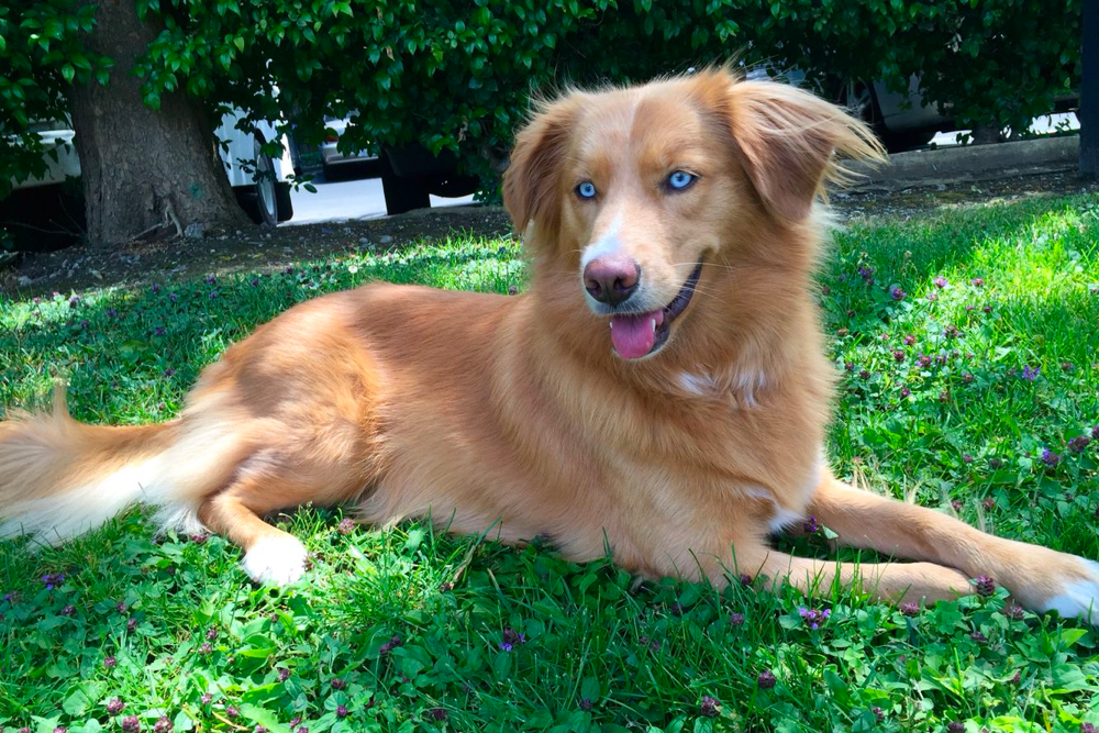 Golden Retriever Husky Mix Appearance