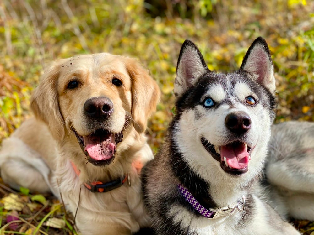 Golden Retriever vs Husky