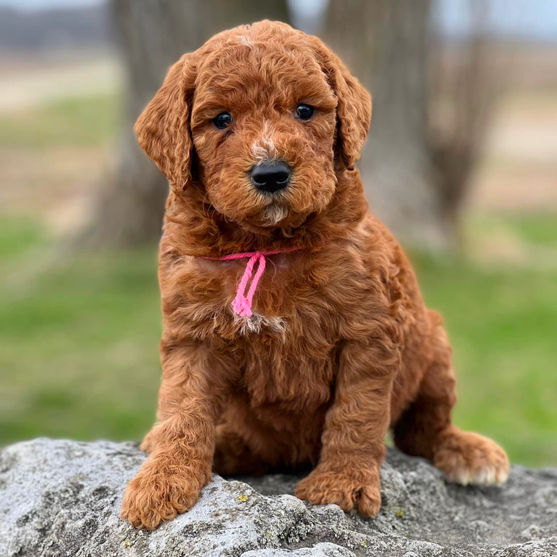 Top 11 Best Goldendoodle Breeders in Iowa (IA)