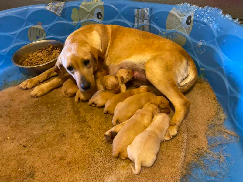 Hickory Nut Labradors Kennels