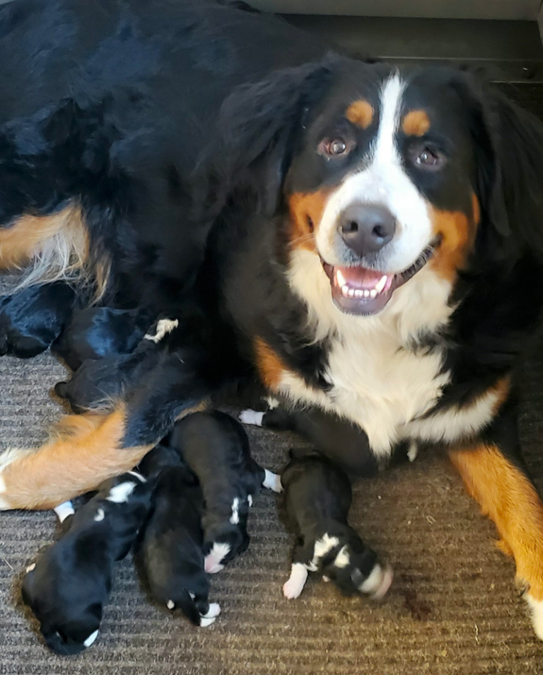 Top 10 Best Bernese Mountain Dog Breeders in Ohio (OH)