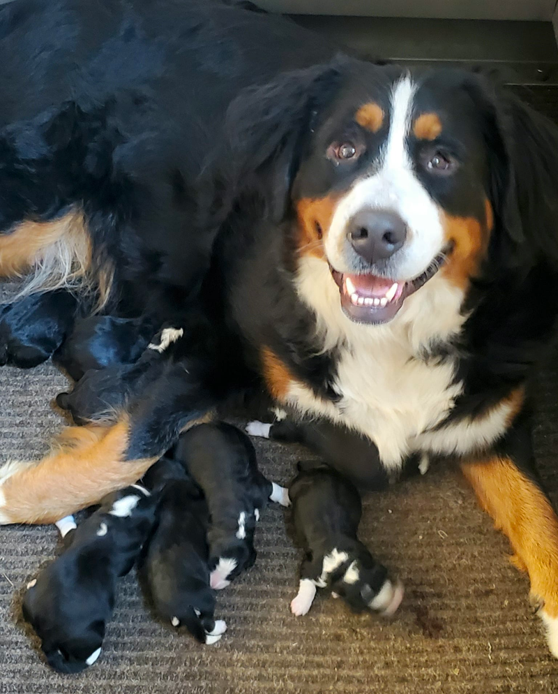 Bernese Mountain Dog Puppies for sale Ohio
