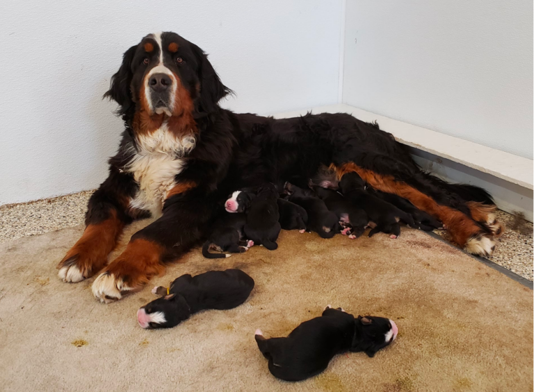 High Country Bernese Mountain Dogs Kennels