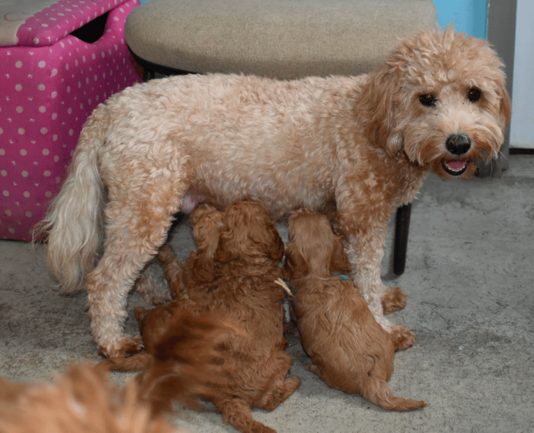 Top 10 Best Goldendoodle Breeders in Indiana (IN)