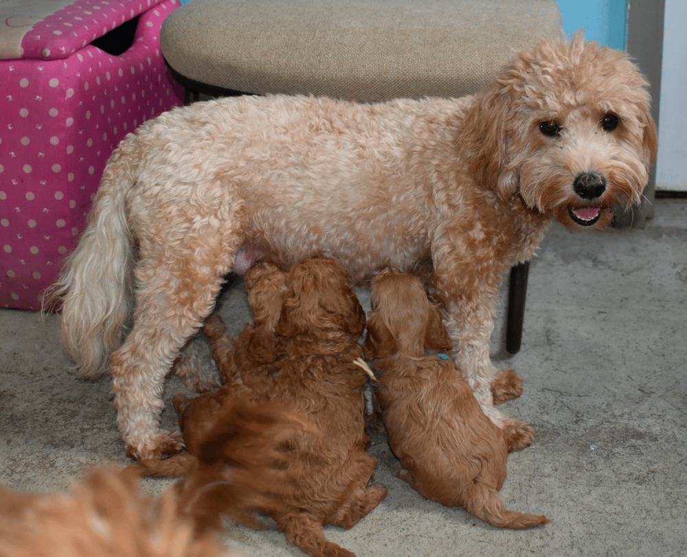 Hilltop Goldendoodles