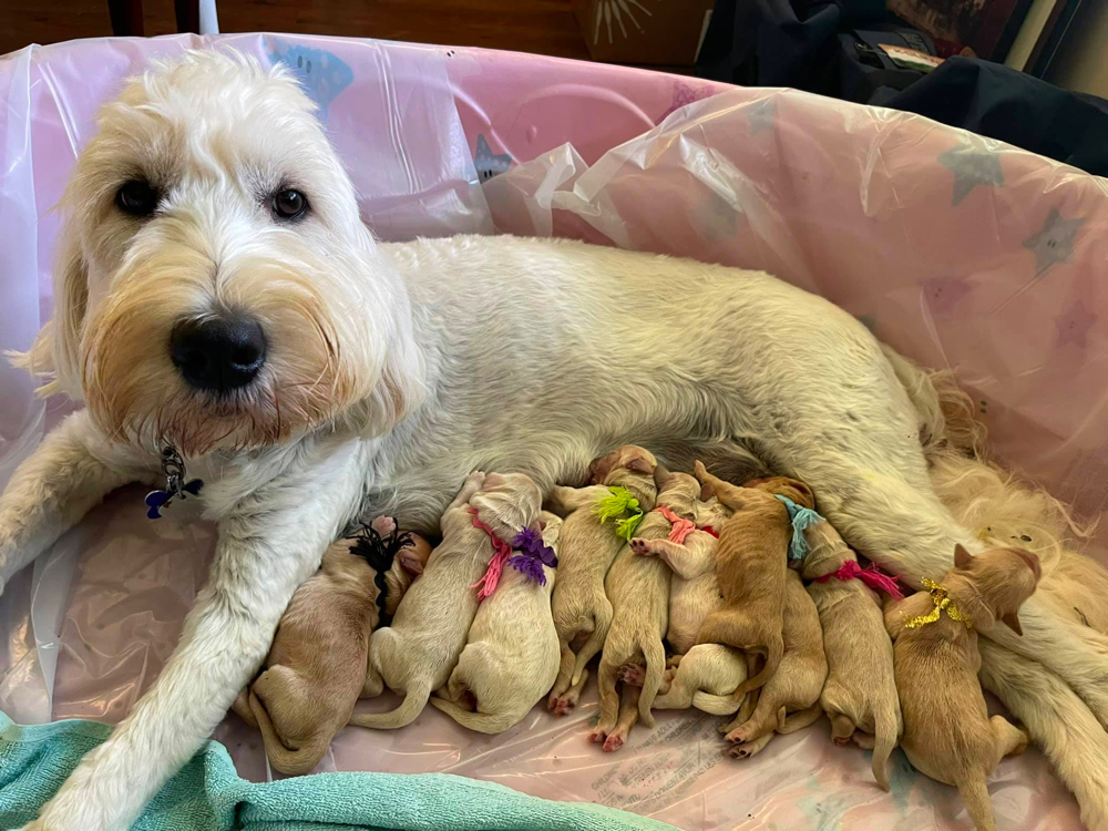 Joyful Goldendoodles