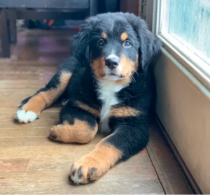 Top 10 Best Bernese Mountain Dog Breeders in Ohio (OH)