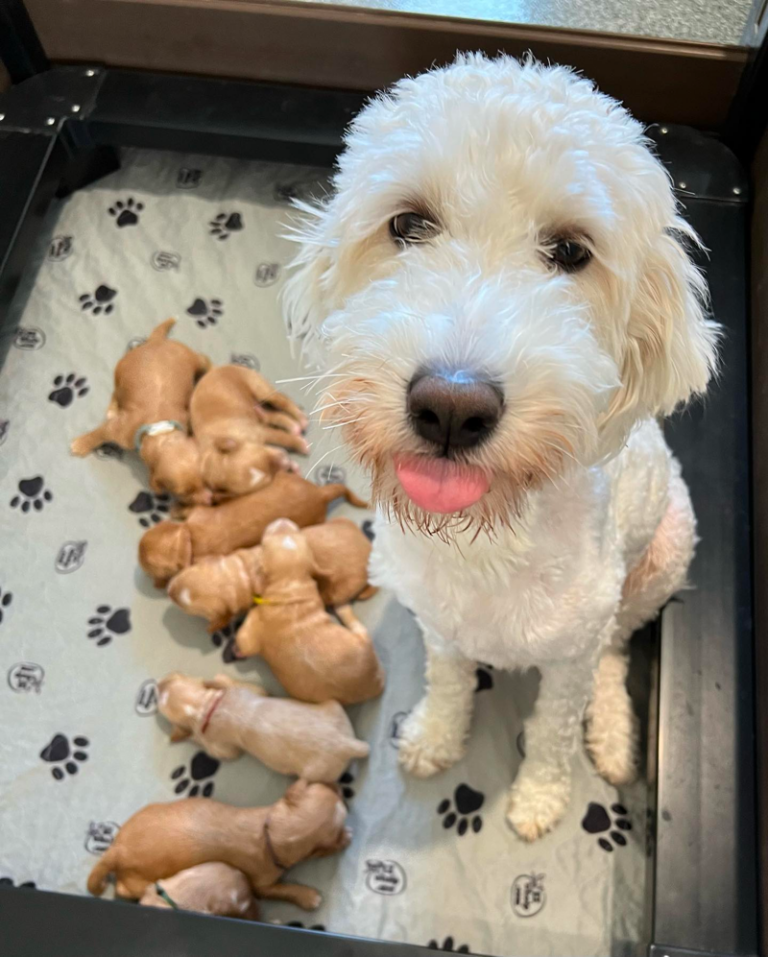 Top 8 Best Goldendoodle Breeders in West Virginia (WV)