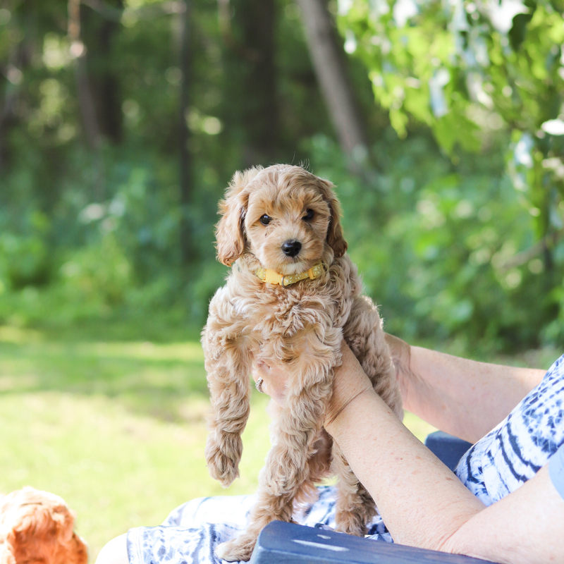 Mini Goldendoodles of NY