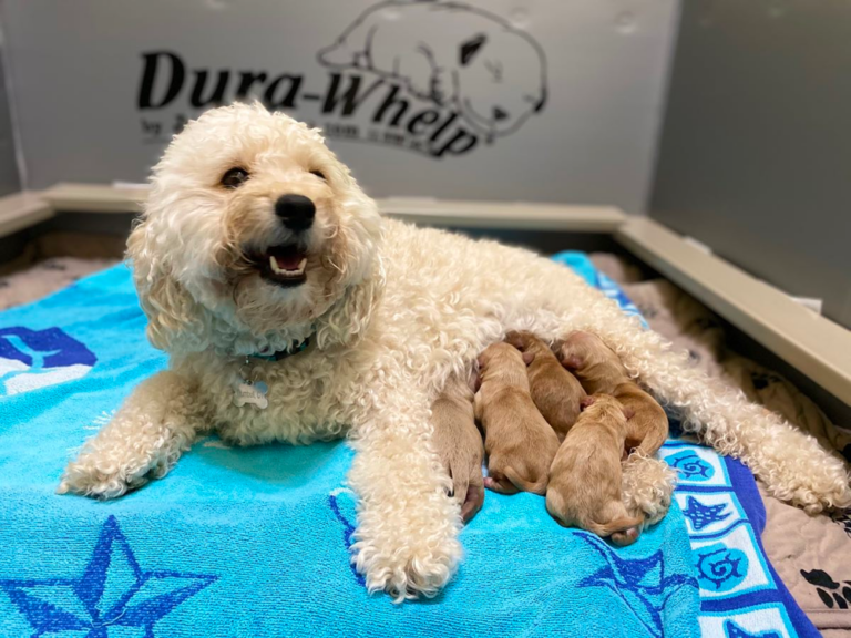 Mini MultiGen Goldendoodles