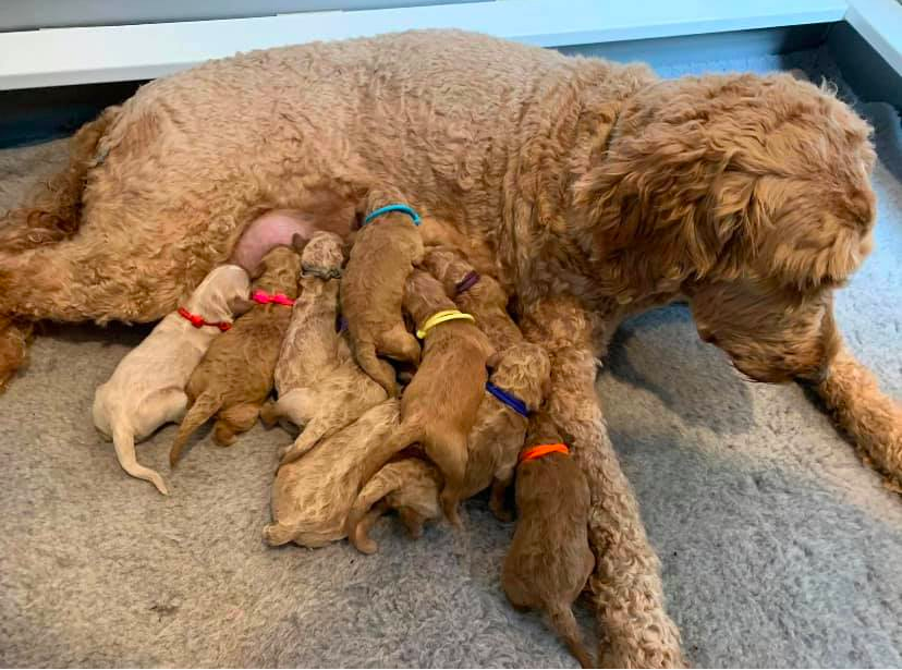 Goldendoodles breeder in southern Connecticut