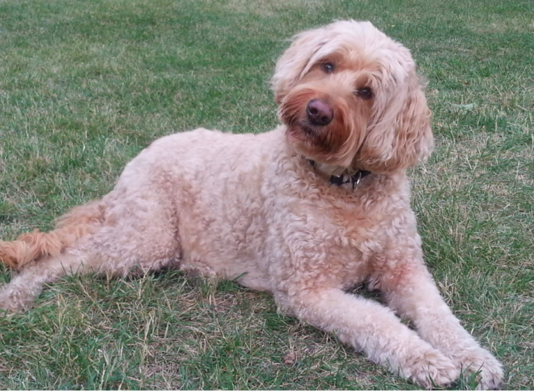 Top 10 Best Goldendoodle Breeders In Minnesota (MN)