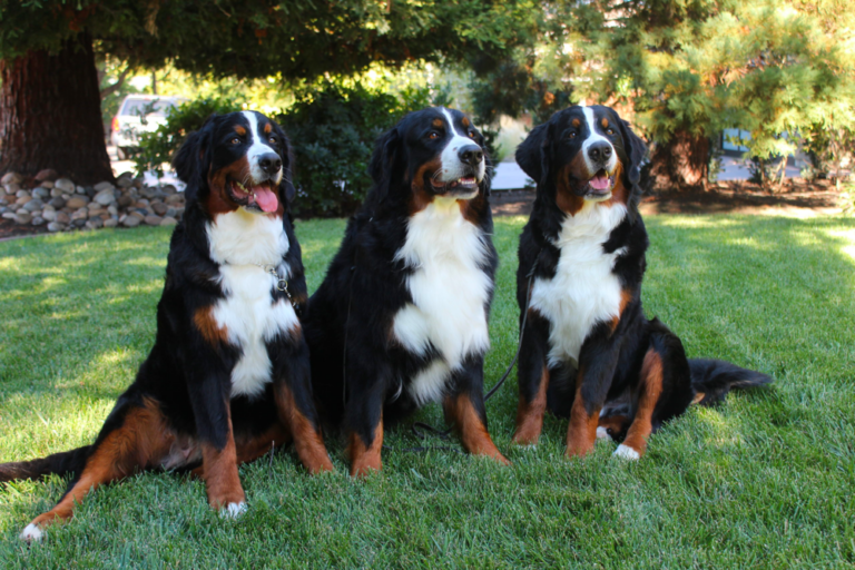 Top 8 Best Bernese Mountain Dog Breeders in Colorado (CO)