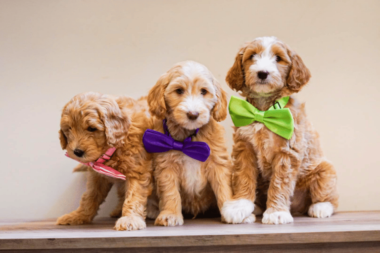 Reputable Goldendoodle Breeders Georgia
