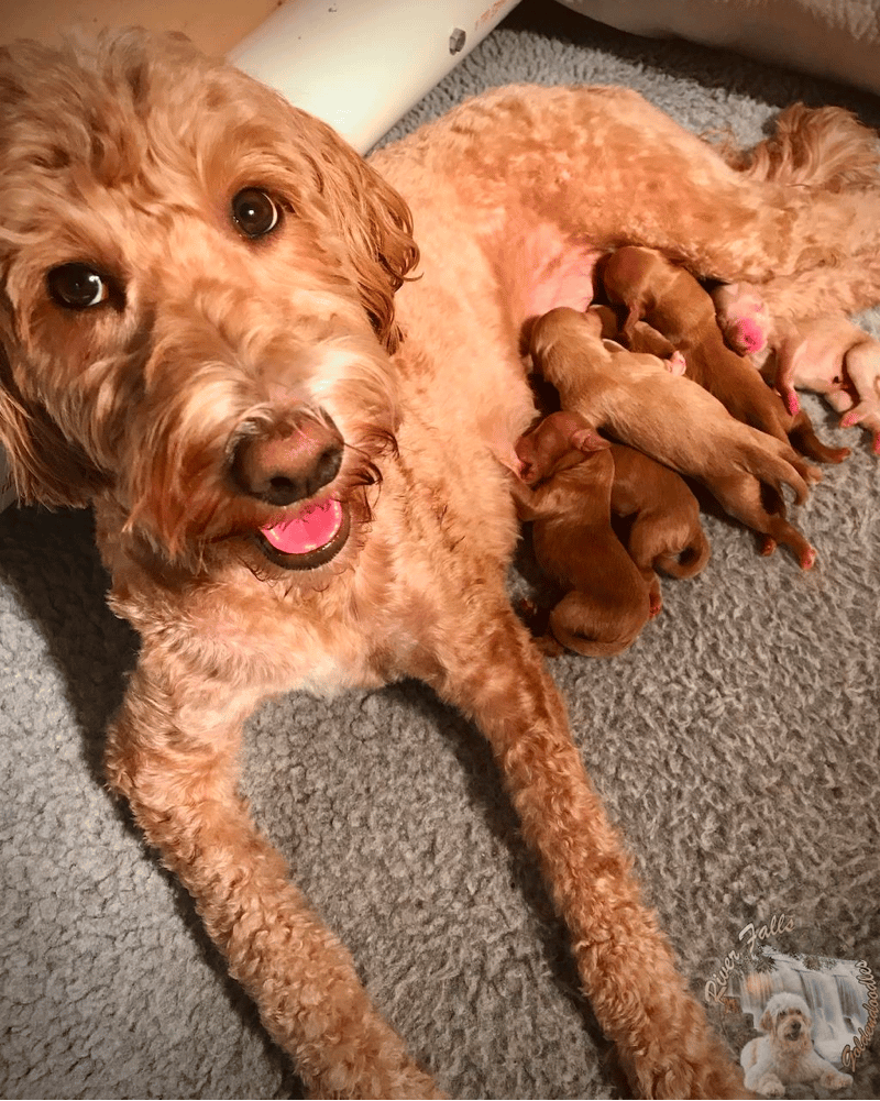 Best Goldendoodle Breeders in Georgia