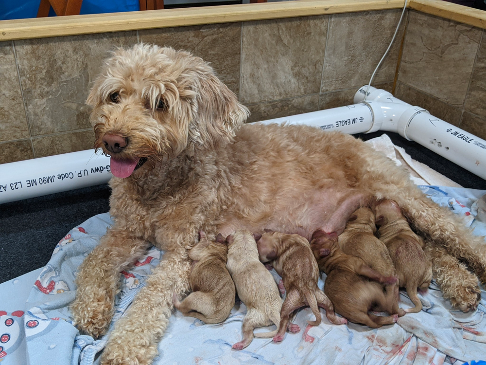 Rocks and Roses Goldendoodles