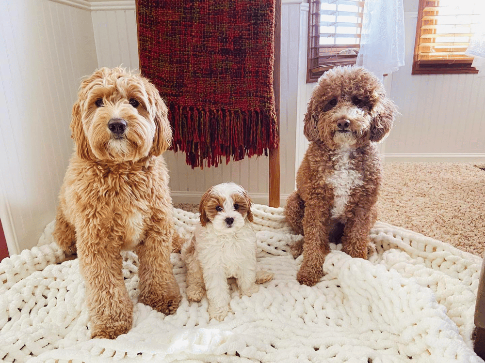 Rocky Ridge Acres Mini Goldendoodles