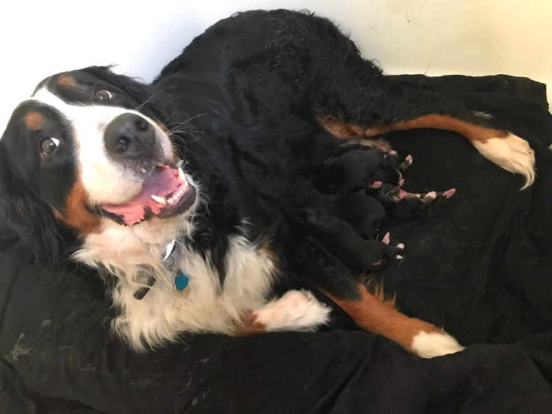 Top 10 Best Bernese Mountain Dog Breeders in Ohio (OH)