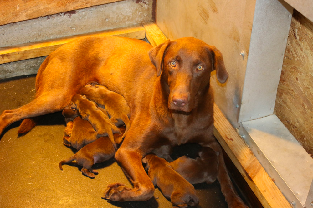 Ruffwood Labradors Alabama