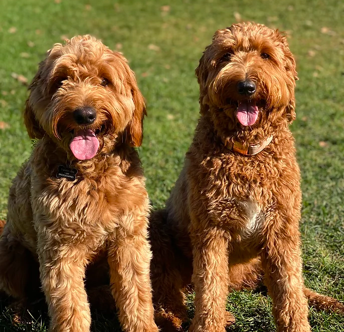 Saratoga Goldendoodles