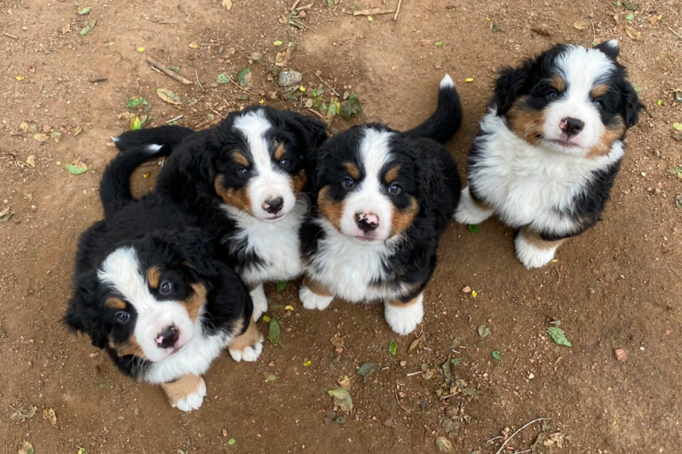 Top 8 Best Bernese Mountain Dog Breeders in Colorado (CO)