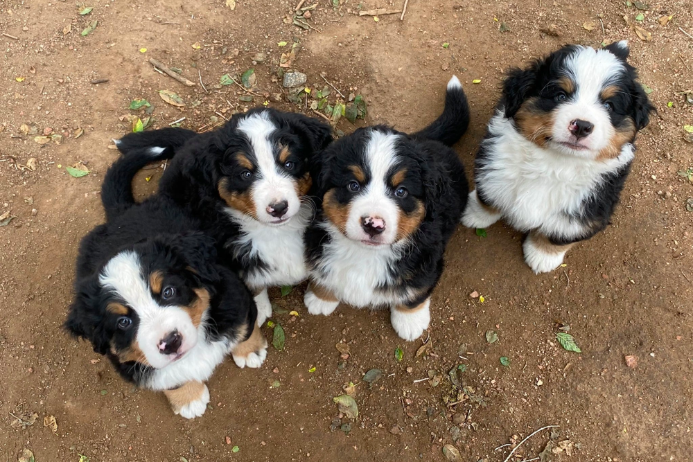Serenity Bernese Mountain Dogs