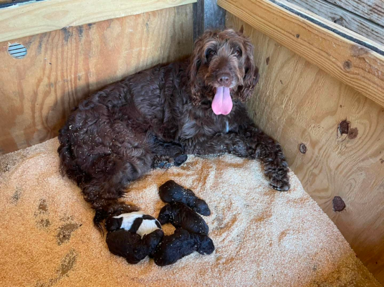 Sickler Farm Goldendoodles