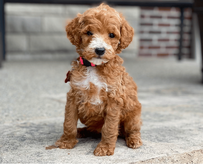 Sunshine Acres Goldendoodle