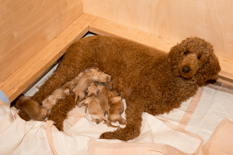 Tamarack Ridge Goldendoodles