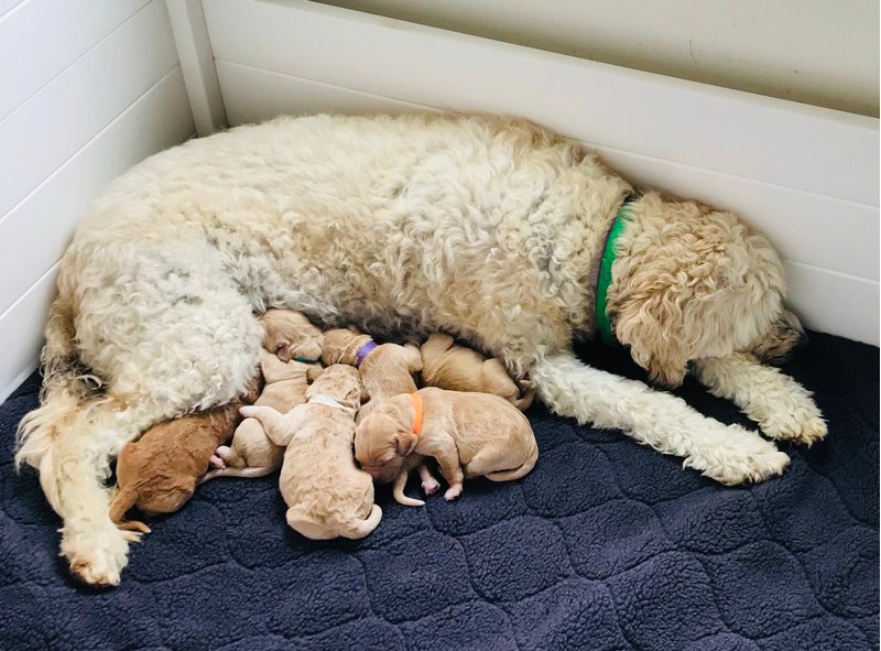 Violet View Iowa Goldendoodles