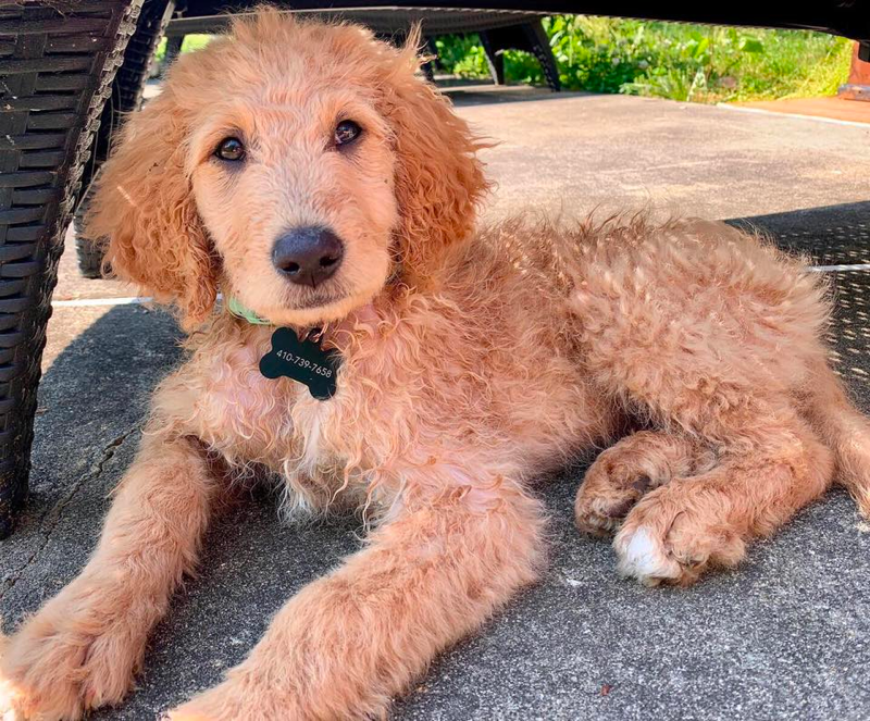 Goldendoodle Puppies in Maryland