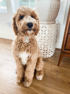 Whidbey Goldendoodles