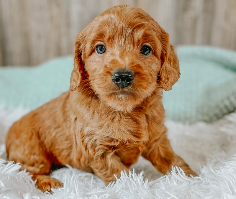 Top 11 Best Goldendoodle Breeders in Iowa (IA)