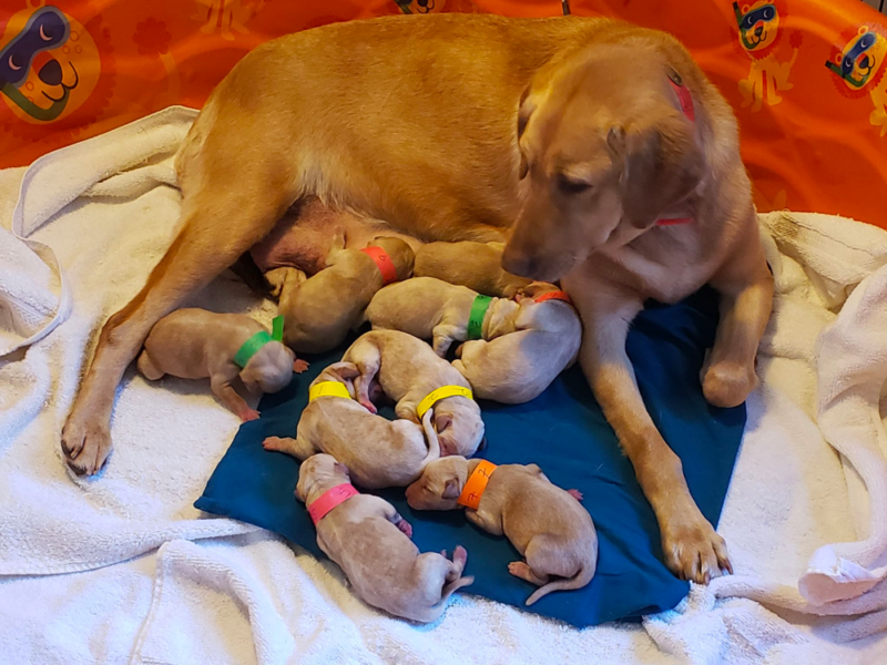 Top 9 Best Labrador Retriever Breeders in Washington (WA)