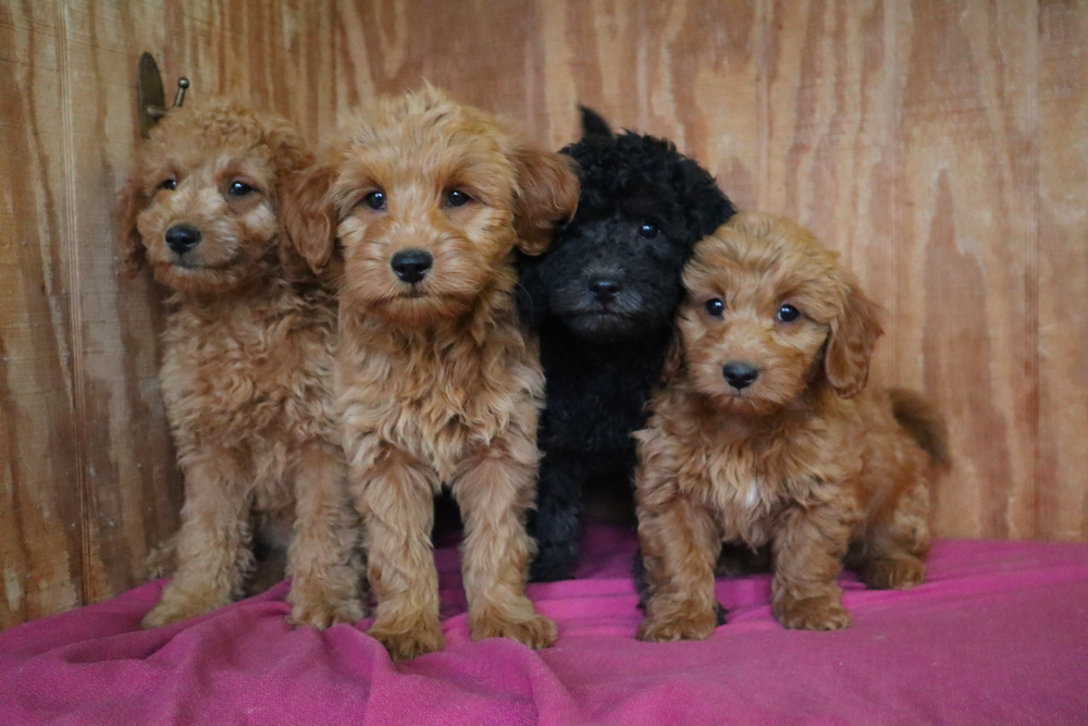 Goldendoodles for sale in Maryland