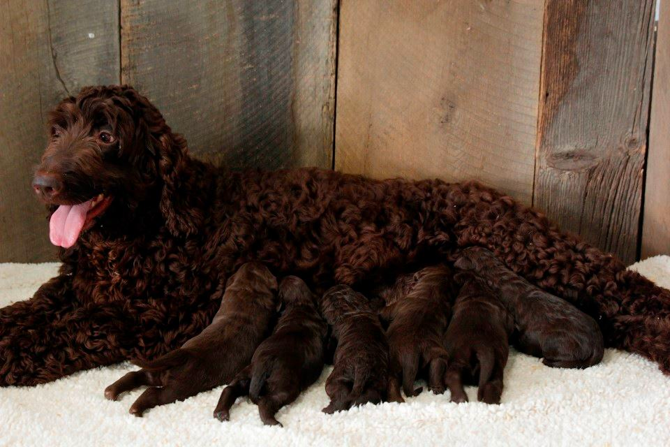 chocolate F1b Goldendoodles in Maryland