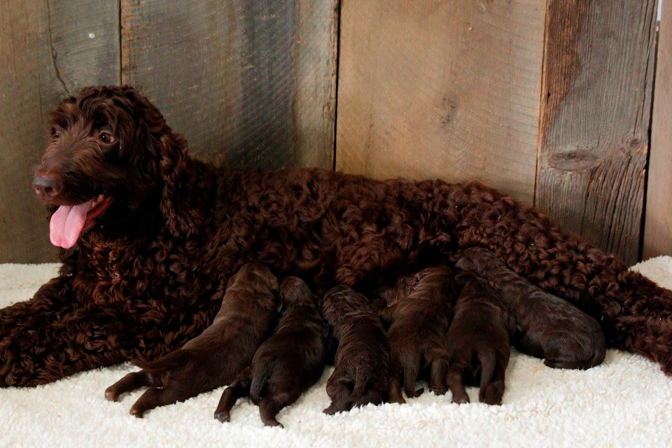 chocolate F1b Goldendoodles