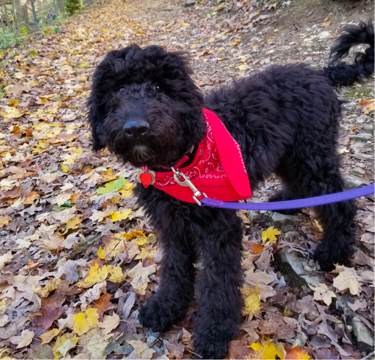 Black Goldendoodle Rarity, Temperament, Health And Care