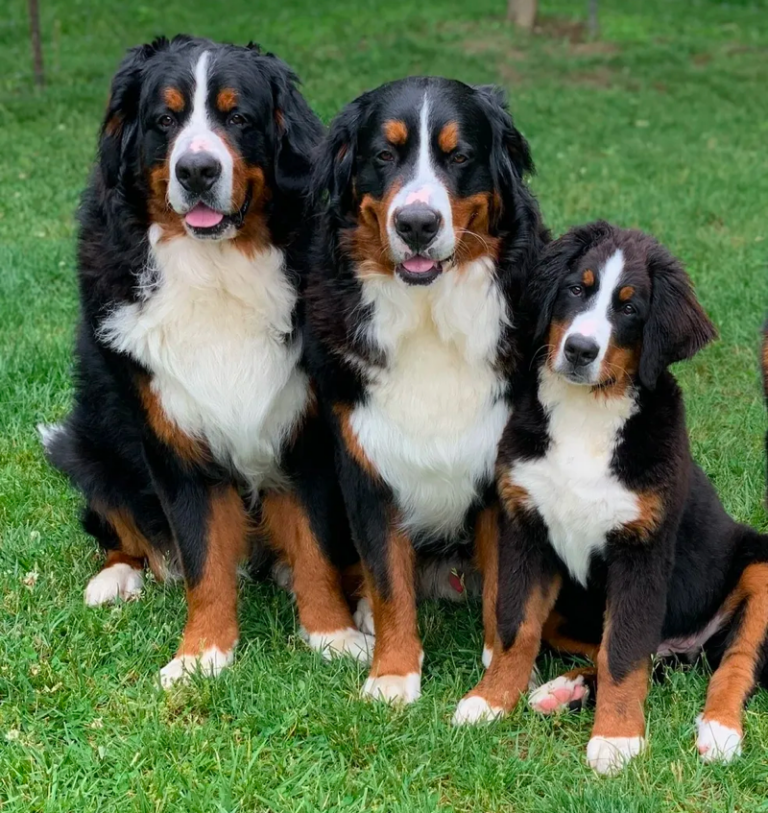 Top 9 Best Bernese Mountain Dog Breeders in Pennsylvania (PA)