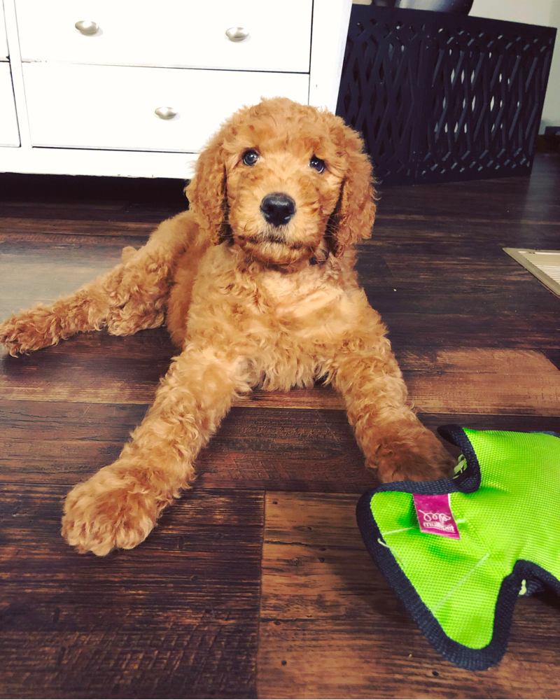 Apricot Goldendoodle