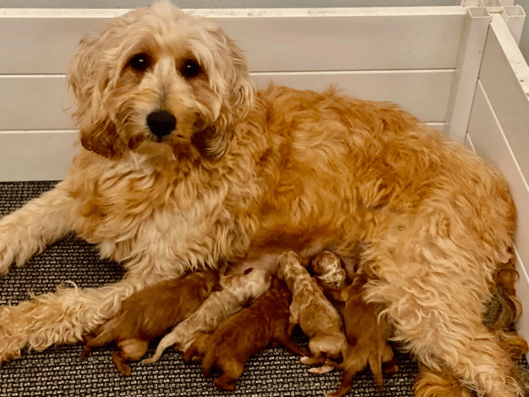 Top 11 Best Goldendoodle Breeders in Arizona (AZ)