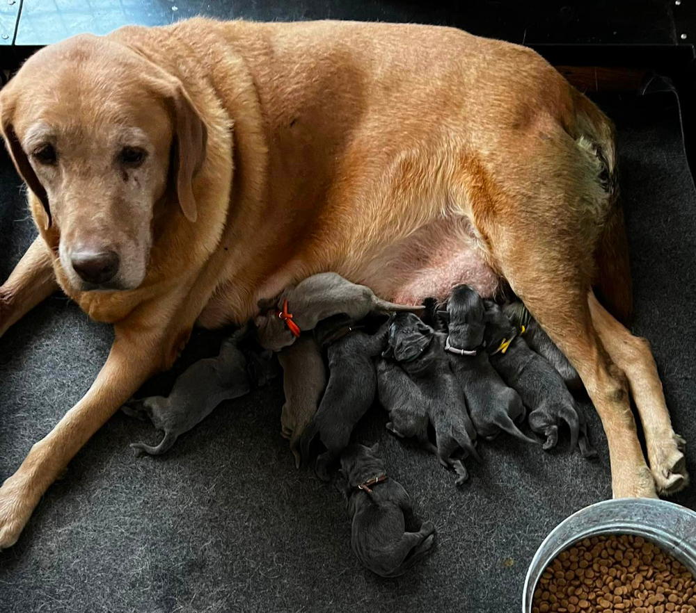 Arizona Labradors