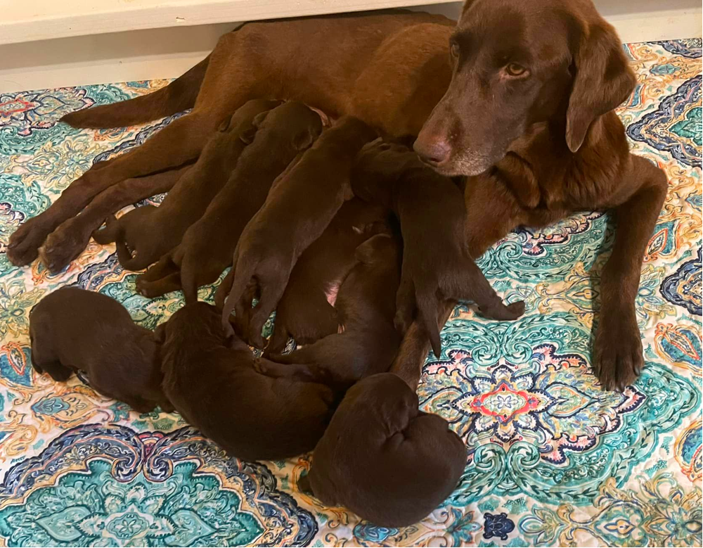 Bailiwick Field Labrador Retrievers