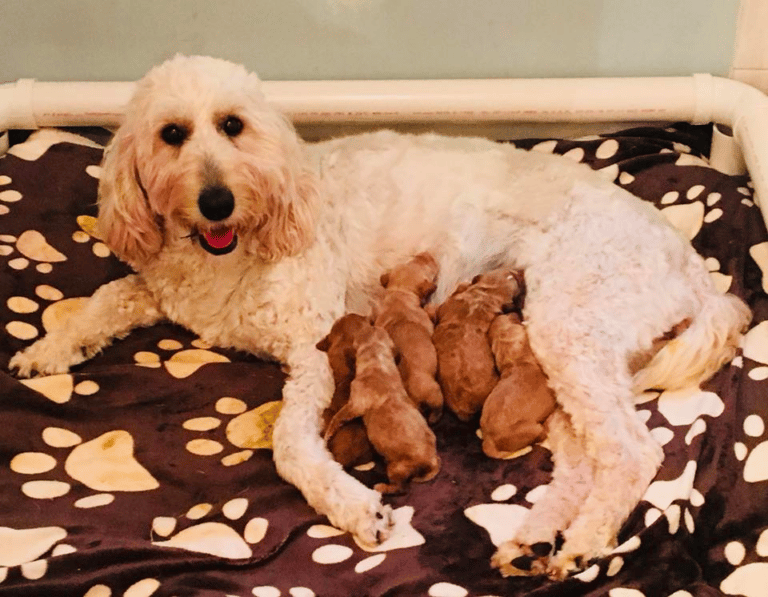 Beechwood Goldendoodles Virginia