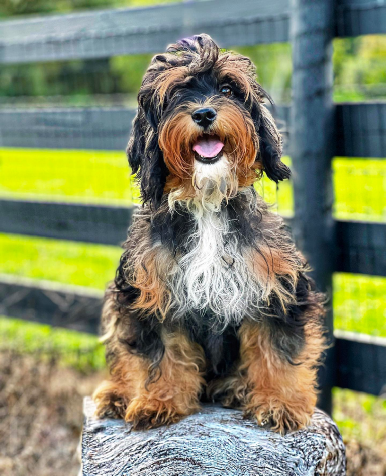 Bernese Mountain Dog Poodle Mix: Cuddly, Kind, Fluffy Friend