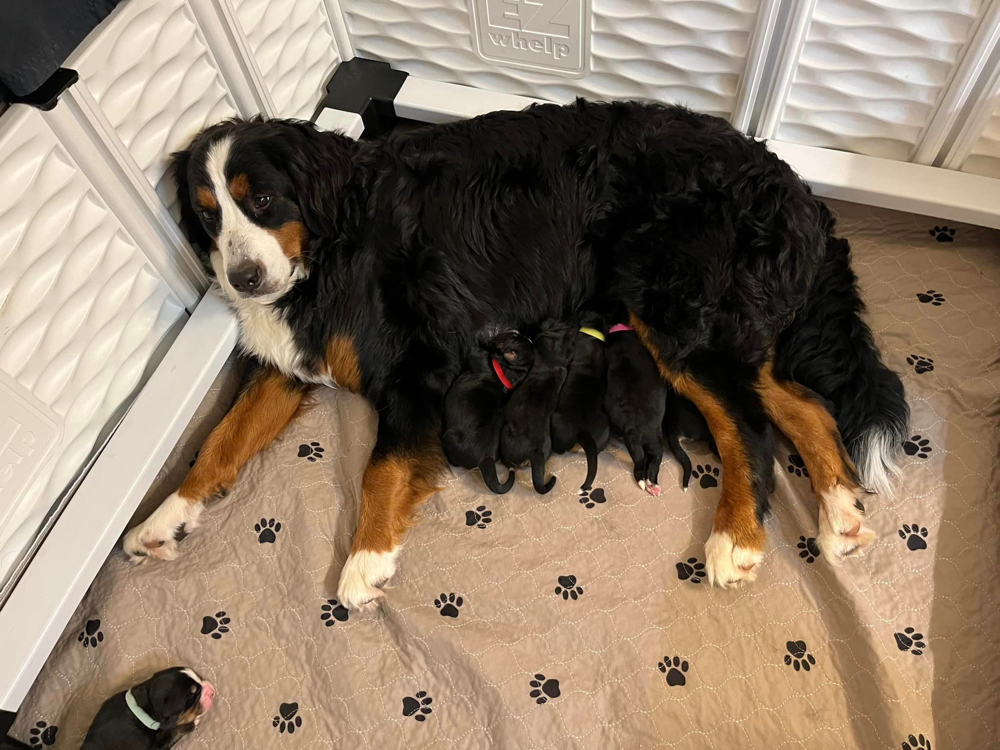 Top 10 Best Bernese Mountain Dog Breeders in California (CA)