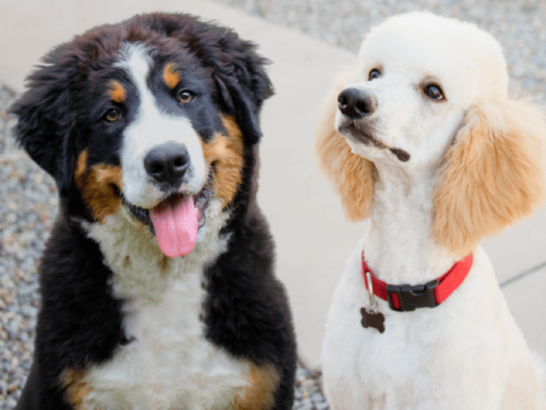 Bernese Mountain Dog Poodle Mix: Cuddly, Kind, Fluffy Friend