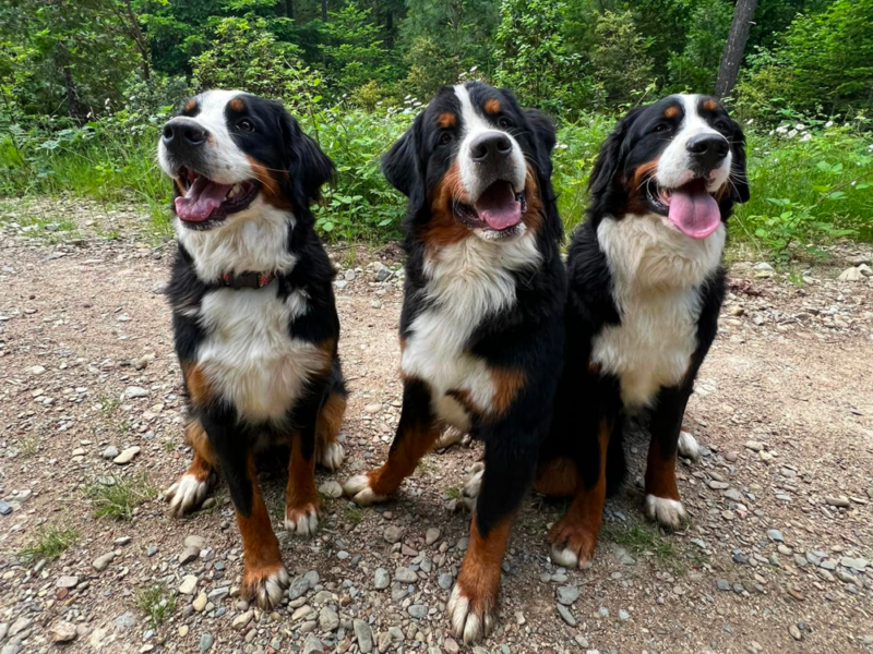 Bernese Mountain Dog Breeders Near Me