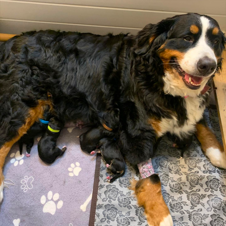 Bernese Mountain Breeders Near Me – Discover the Perfect Match