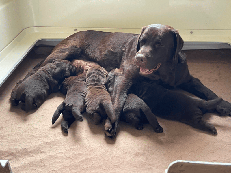 Top 8 Best Labrador Retriever Breeders in Vermont (VT)